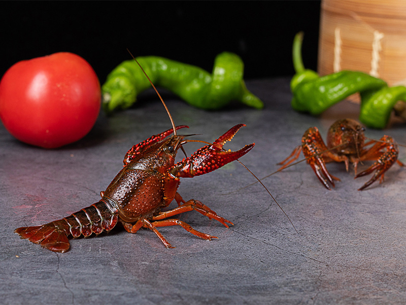 簡單一招判斷龍蝦塘底部環境