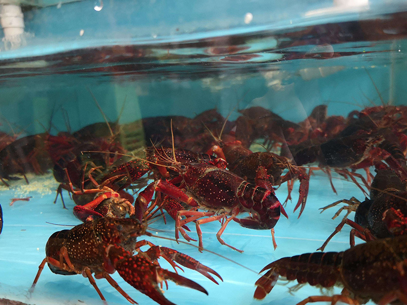 小龍蝦養殖失敗的原因分(fēn)析