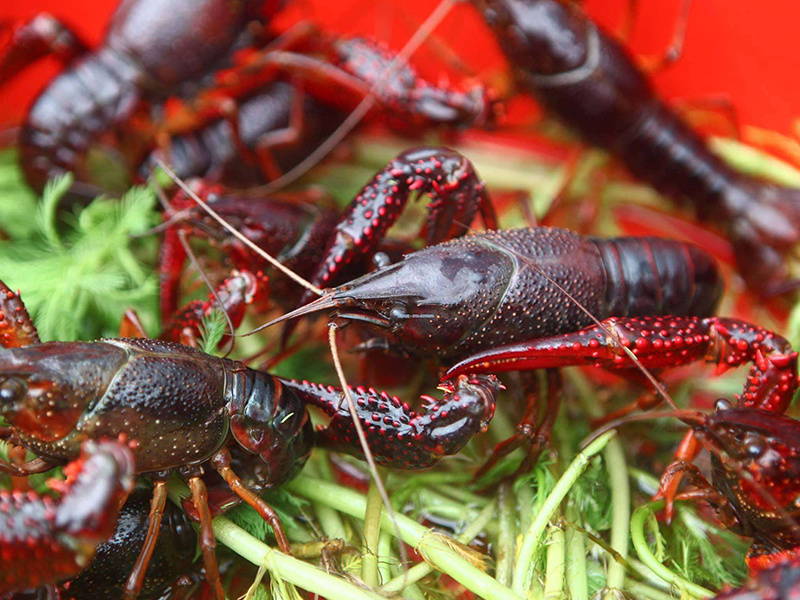 春季小龍蝦養殖管理(lǐ)技術(shù)要點