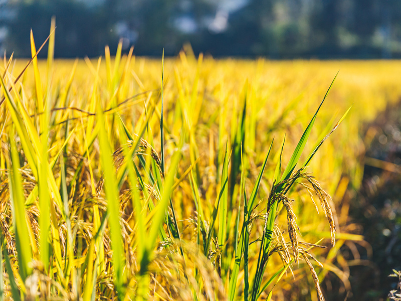 水稻後期需要注意的3點重要管理(lǐ)！