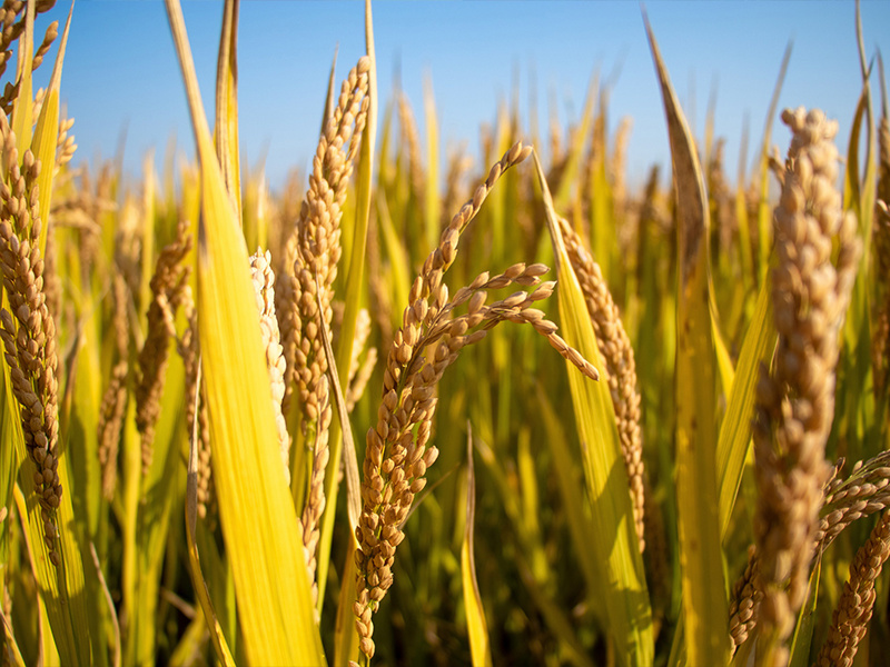 水稻“炸殼”到底咋回事(shì)？3種原因居多，高溫天氣更需留意！